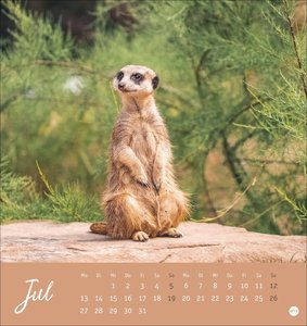 Erdmännchen Postkartenkalender 2026