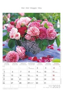 Rosenträume 2025 - Bildkalender 23,7x34 cm - Kalender mit Platz für Notizen - mit vielen Zusatzinformationen - Rose Dreams - Wandkalender - Alpha Edition