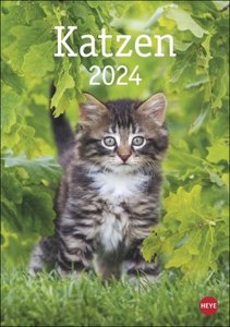 Katzen Kalender 2024. Die beliebten Samtpfoten in einem Wandkalender 2024 zum Eintragen. Dekorativer Kalender mit viel Raum für Termine und Organisatorisches.