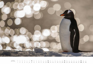 Pinguine Kalender 2024