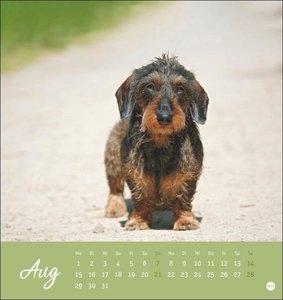 Dackel Postkartenkalender 2022