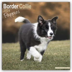 Border Collie Puppies - Border Collie Welpen 2024 - 16-Monatskalender
