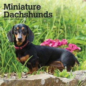 Dachshunds, Miniature 2023 Square