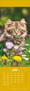 Katzen Lesezeichen & Kalender 2026