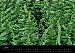 Farne - Filigrane Schönheiten (Wandkalender 2021 DIN A2 quer)