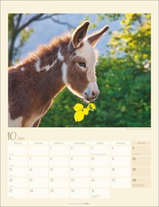 Esel Kalender 2025
