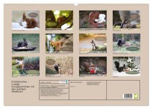 Eichhörnchen - Lustige Kurzgeschichten mit den quirligen Wildtieren (Wandkalender 2024 DIN A2 quer), CALVENDO Monatskalender