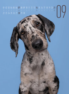 Frei Schnauze - Kalender 2025