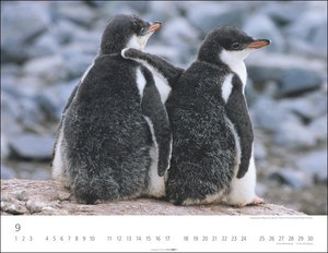Pinguine Kalender 2023. Posterkalender mit Kaiser-, Adelie-, Zügel- und Felsenpinguinen. Großer Wandkalender für Tierfreunde. Von namhaften Fotografen gestalteter Naturkalender.