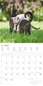 Alpha Edition - Funny Cats 2025 Broschürenkalender, 30x30cm, Wandkalender mit Platz für Notizen und Termine, lustige Katzen-Motive, Monatsübersicht und Ferientermine DE/AT/CH