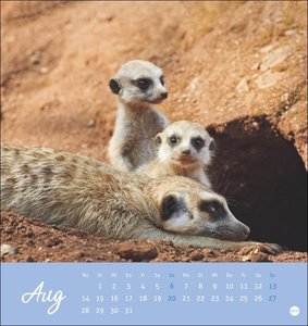 Erdmännchen Postkartenkalender 2023. Jeden Monat eine süße Postkarte. Fotokalender für Tierfreunde. Kleiner Tischkalender zum Aufstellen und Aufhängen im Postkartenformat.