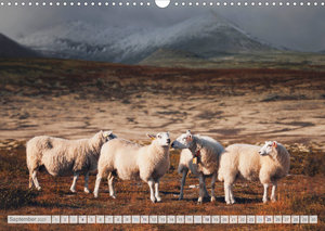 Schafe - Raues Wetter, weiche Wolle (Wandkalender 2022 DIN A3 quer)