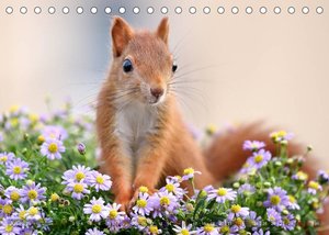 Eichhörnchen Momentaufnahmen fürs Herz (Tischkalender 2023 DIN A5 quer)