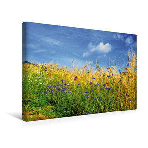 Premium Textil-Leinwand 45 cm x 30 cm quer Ein Motiv aus dem Kalender Kornblumen - Blaue Schönheiten