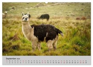 Unter Lamas und Alpakas (Wandkalender 2024 DIN A2 quer), CALVENDO Monatskalender