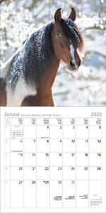 Horses 2025