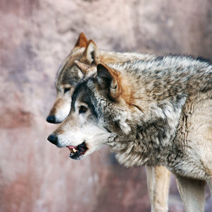 Wolves 2022