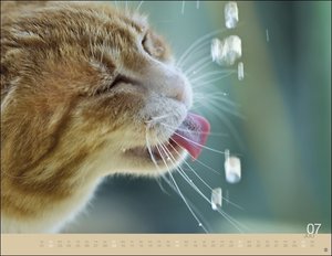Katzenkalender 2023. Wandkalender mit 12 traumhaft schönen Fotos der renommierten Fotografin Monika Wegler. Tierkalender 2023 Querformat 44x34 cm.