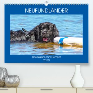 Neufundländer - Das Wasser ist ihr Element (Premium-Kalender 2020 DIN A2 quer)