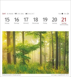 Bäume Postkartenkalender 2026
