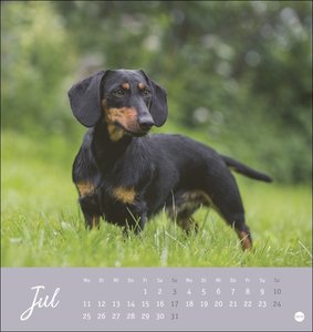 Dackel Postkartenkalender 2022