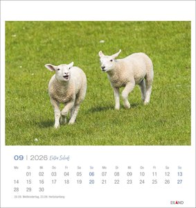 Extra Schaf Postkartenkalender 2026
