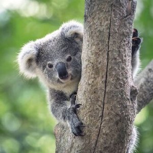 Koala Bären 2024
