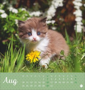 Katzen Postkartenkalender Kleine Tiger 2026