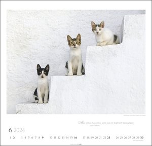 Katzen - Diven auf Samtpfoten Kalender 2024. Eigenwillig und geliebt: Katzen-Porträts in einem großen Wandkalender. Tierkalender 2024 für Katzenfans. 48x46 cm