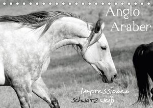 Anglo Araber Impressionen schwarz weiß