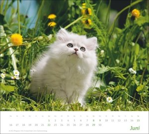 times&more Katzen Bildkalender 2025