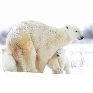 Polar Bears/Eisbärchen 2022
