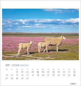 Extra Schaf Postkartenkalender 2026