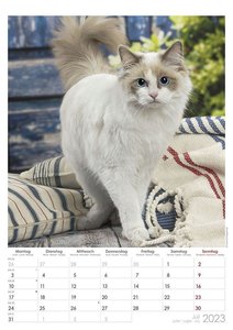 Tatzentiger 2023 - Bildkalender A3 (29,7x42 cm) - Curious Cats - mit Feiertagen (DE/AT/CH) und Platz für Notizen - Wandplaner - Katzenkalender