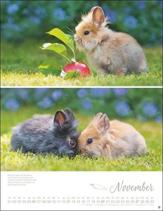 Kaninchenkinder Posterkalender 2022