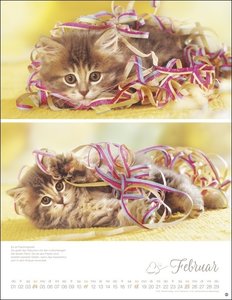 Katzenkinder Posterkalender 2024 von Monika Wegler. Unwiderstehliche Katzenbabys im Porträt. Ein großer Wandkalender mit vielen Fotos und Geschichten. Dekorativer Katzen-Kalender.
