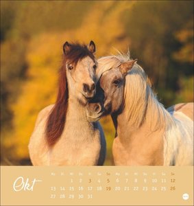 Pferde Postkartenkalender 2025
