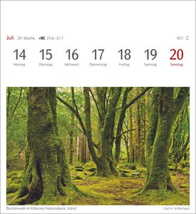 Bäume Postkartenkalender 2025