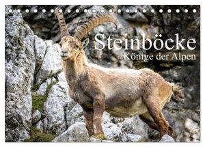 Steinböcke - Majestätische Tiere der Alpen (Tischkalender 2024 DIN A5 quer), CALVENDO Monatskalender