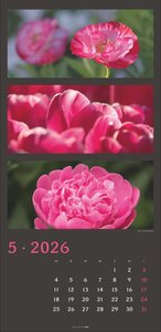 Die Farben der Natur Kalender 2026