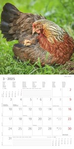 Alpha Edition - Hühner 2025 Broschürenkalender, 30x30cm, Kalender mit hochwertigen Hühner-Bildern, Mondphasen, Notizmöglichkeiten, Ferientermine DE/AT/CH und internationales Kalendarium