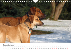 Ridgebacks - Hunde aus Afrika (Wandkalender 2023 DIN A4 quer)