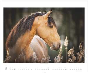 Pferde Kalender 2023. Tierkalender mit Warm- und Kaltblütern im Porträt. Ein großer Wandkalender mit den schönsten Fotos edler Pferde. Posterkalender 2023.