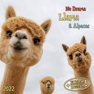 No Drama Llama 2022