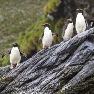 Pinguine 2025