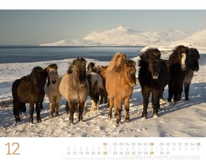 Wilde Pferde Kalender 2024