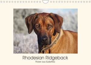 Rhodesian Ridgeback Power aus Südafrika (Wandkalender 2023 DIN A4 quer)