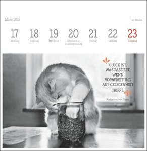 Monika Wegler: Katzen Weisheiten Premium-Postkartenkalender 2025