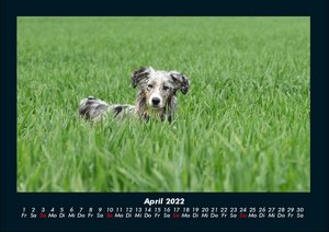Der Hundekalender 2022 Fotokalender DIN A4