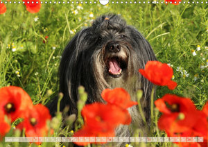 Tibet Terrier Theo